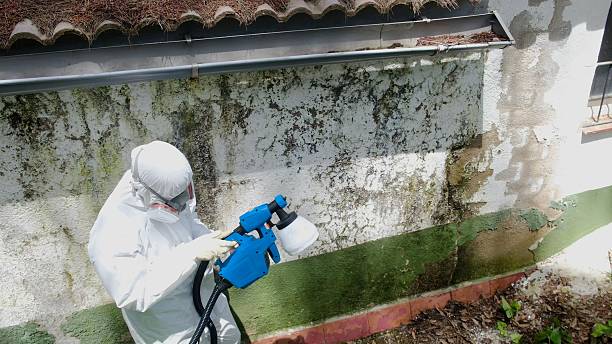 Top rated local Mold Remediation specialists in Woodbridge, VA